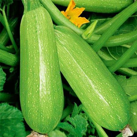 女生发吃瓜的暗示含义,女生“吃瓜”背后的趣味与心理