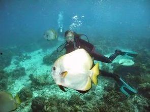 一线吃瓜娱乐圈by海底,海底视角下的“一线吃瓜”众生相